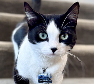 tiko-the-cat tiko the cat